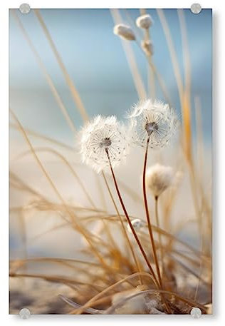artboxONE Acrylglasbild 45x30 cm Natur Beach Impression Dandelion Bild hinter Acrylglas - Bild Strand düne Fotografie