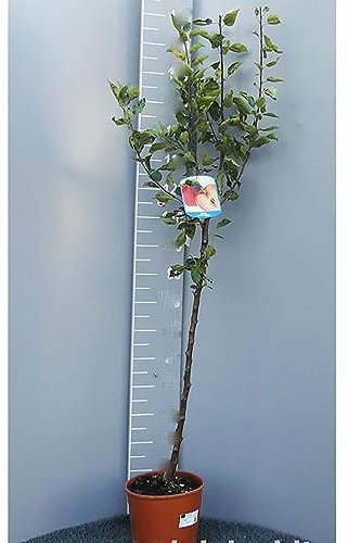 SAVINI VIVAI Pianta di Melo Gala Piante da Frutto Albero di Mela in Vaso 22-24 cm 2-3 Anni Altezza 130-150 cm Made in Italy