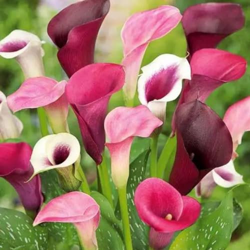 Calla Lily Bulbs-Calla Lily Bulbs for Planting Now UK,Wedding Flowers,Garden Flowers,Hardy Perennial,Plant Bulbs-6bulbs-d