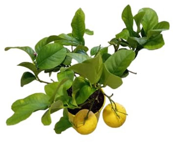 Árbol de Limón de 1m – Cultivo de Cítricos Naturales en Casa con Maceta de 17cm