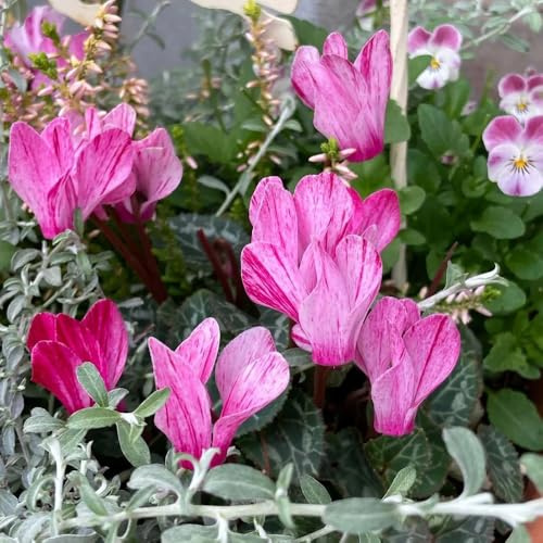 cyclamen alpenveilchen, balkonpflanzen winterhart alpenveilchensamen gartendeko für draußen balkonpflanzen 300pcs