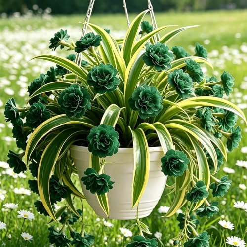 ragno - Chlorophytum comosum di coperto giardino ufficio balcone giardino 3piante