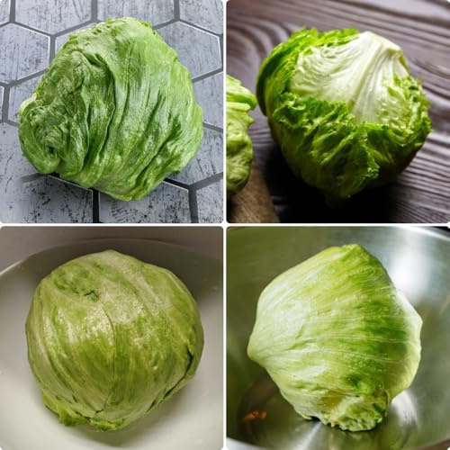Semillas de lechuga iceberg orgánicas, orgánicas raras Semillas de variedades antiguas semillas para camas elevadas 400pcs