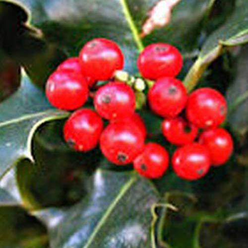 Ilex Aquifolium 'Alaska'- Houx 'Alaska' 40-60 cm en conteneur