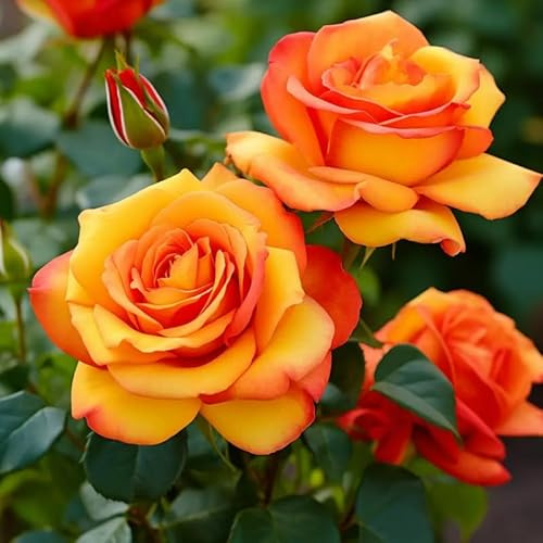 Rose Bush Live Plant, Hybrid Tea Rose Plant Live, 5-9 Inch Tall, Fragrant Flowers Tree, Well-Rooted 1 Year Old, No Pot (Orange Rose)
