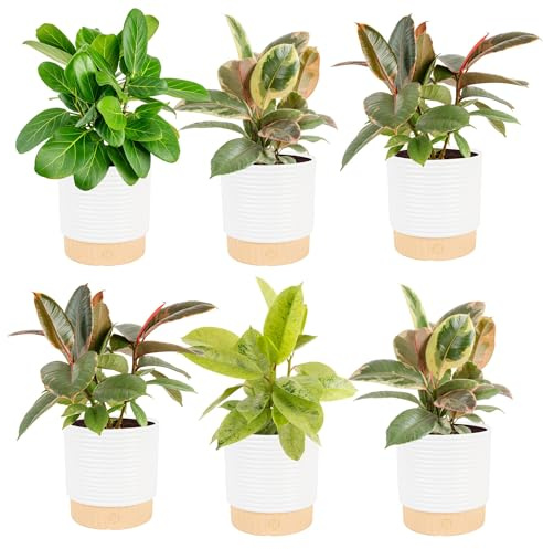 Costa Farms Indoor Live Plants in Decorative Pot, Indoor Houseplant, Perfect for Home, Room, or Office Decor, Great House Warming or Birthday Gift, 12-18 Inches Tall, Pack of 6