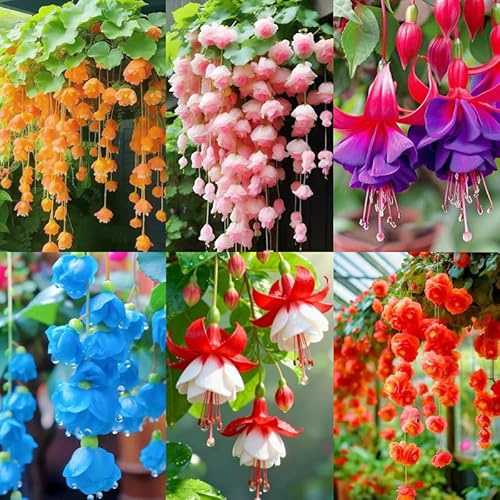 300+ Weep Begonia Seed for Planting Outdoor-Attracts Pollinator Summer Flowers for Garden Hanging Basket