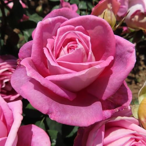 Sweet Sister - 5.5lt Potted Hybrid Tea Garden Rose Bush - Exclusive Listing! Producing Large Pink Flowers, Superb Health, Good Fragrance. Ideal Sister Gift or Tribute Rose.