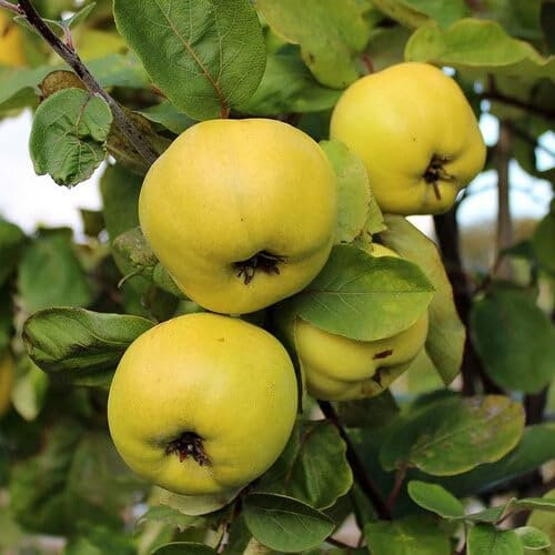 Plant World Seeds - Pyrus Cydonia Seeds (Tree & Shrub Seeds)