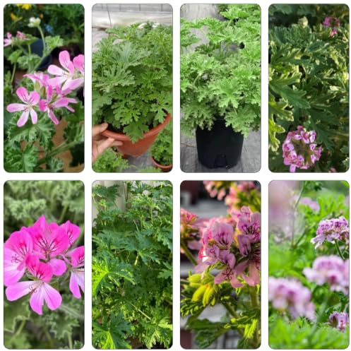 geranio limone - verdi pendenti, giardino balcone rampicante 1piante