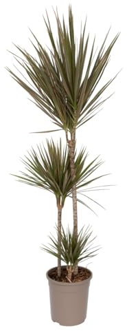 Plant in a Box - Dracaena marginata Bicolor - Dragonnier bicolor - Plante d'intérieur verte - Pot de 24cm - Hauteur de 110-130cm