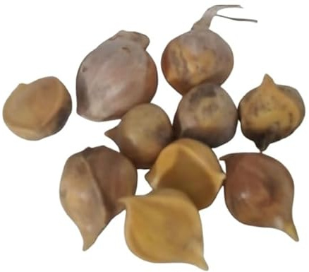 Elefanten-Knoblauch Brutzehen 10 Stück – Riesenknoblauch Allium ampeloprasum – Knoblauch pflanzen & anbauen – milder Knoblauchgeschmack, dekorative violette Blüten, einfache Pflanzanleitung
