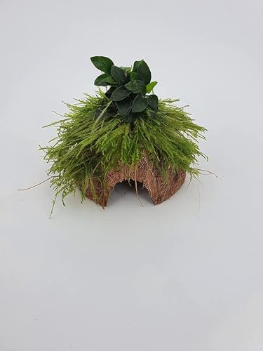 Fisch Höhle Kokos Höhle mit Anubia +Moos Brutstätte Garnelenbäumchen, ca.10-12 cm bepflanzt mit echten Tropica Wasserpflanzen