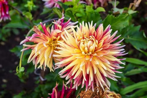 Approx 120 Seeds Dahlia pinnata Cactus Flowered Hybrids Mixed – Colourful Garden Display, Unusual Petals, Easy Summer Bloomer