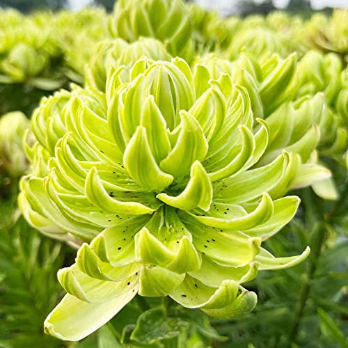 bulbos de lirios resistentes - perennes jardín interior balcón 10pcs