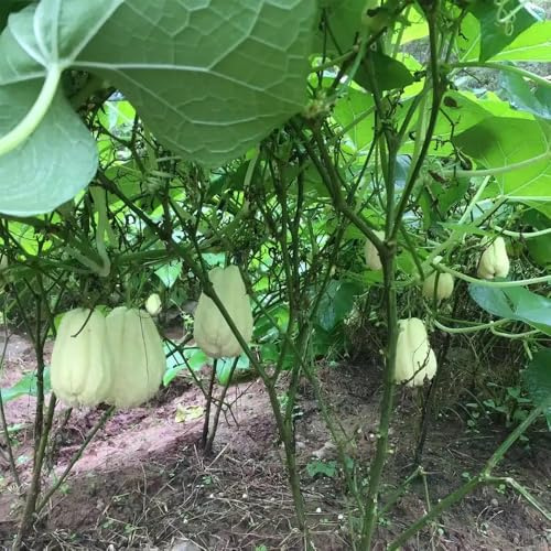 semi di chayote - chayote, orto, aiuola rialzata di biologici, giardino, perenni resistenti, 200pcs