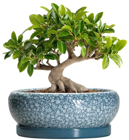 EPFamily Bonsai-Töpfe aus Keramik, 25,4 cm, mit Drainagelöchern und Untersetzern, Skala, Blau-Grau