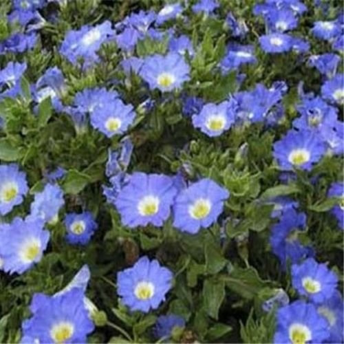 Cileno campanula blu (Nolana Paradoxa) Blu - 50 semi