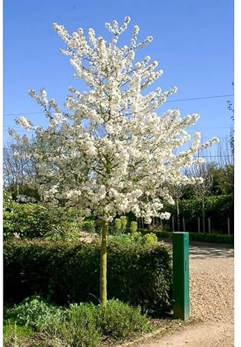 Malus 'Evereste' - 180-190 cm - Zierapfel Hochstamm | Weiße Blüte mit Rosa Rand, Orangerote Zieräpfel im Herbst