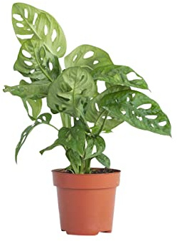 PLNTS - Monstera Adansonii - Zimmerpflanze - Echte Pflanzen für Drinnen - 12cm Topf - Höhe 30cm