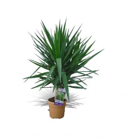 Yucca Elegans +100cm de Altura Planta Natural Resistente