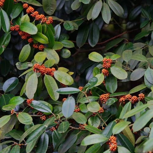 Semi di agrifoglio resistenti, cespugli, Ilex chinensis, esotici resistenti per il giardino 150pcs
