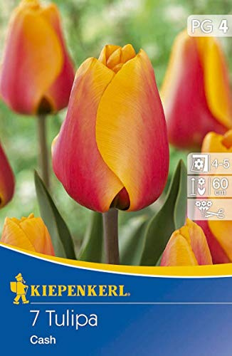 Tulipa Cash, 7 Stück Blumenzwiebeln