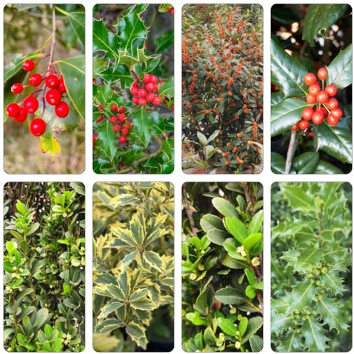 semi di agrifoglio - Ilex aquifolium Cammi elevati per giardino perenni resistenti decorazione di interni selvatici giardino 350pcs