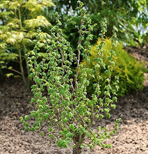 Zwerg Korkenzieher Haselnuss Scooter 60-80cm - Corylus avellana - lebende Gartenpflanze aus den Baumschulen