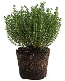 Planta Aromática Natural - Tomillo - Hojas Perennes