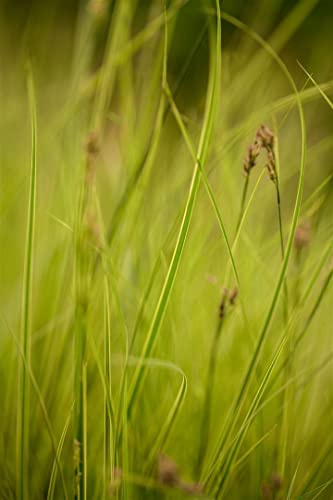 Japan-Segge Carex brunnea Honeymoon 14x14 cm Topf immergrün | Winterhart, dekoratives Laub, ideal für Kübel und Beet, halbschattiger Standort, pflegeleichte Bodendecker-Optik
