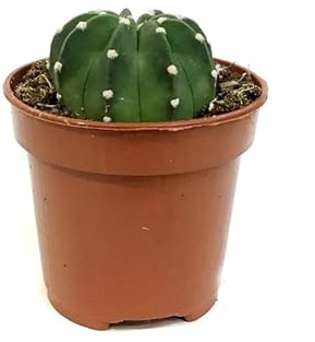 Echinopsis Denudatum - Cactus Natural - Mini Planta para el Hogar