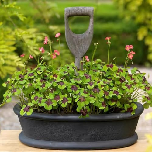trifoglio fortunato tappezzante perenne e resistente quadrifoglio da appartamento che purificano l'aria di un giardino di medicinali esotiche da 500semi