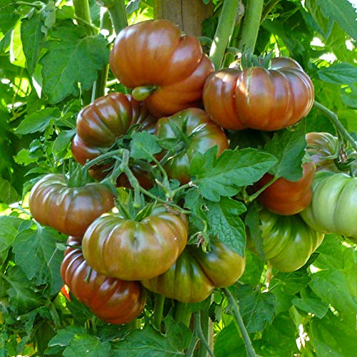 Purple Calabash Bio-Tomatensamen für ca. 10 Pflanzen - alte Sorte, außergewöhnliche Fruchtfarbe