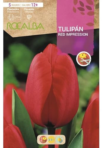 Tulipan Red Impression, Rojo. Blister 5 bulbos calibre 12+
