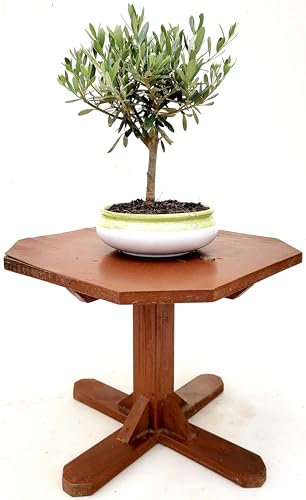 POWERS TO FLOWERS - BONSAI OLIVO IN CIOTOLA CERAMICA BASSA, Olivo, Pianta da Interno ed Esterno, Pianta Vera