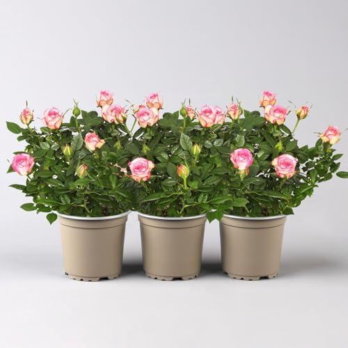 Rose 'Carousel Kordana®Classic' creme-rosa, Topf-Ø 10,5 cm, 3er-Set
