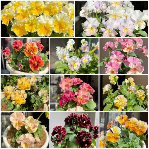 Semi di violetta cornuta - acquistarere di violetta cornuta Viola cornuta - da balcone resistenti vecchie varietà perenni 800pcs