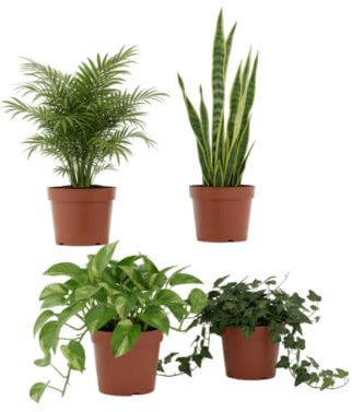 DECOALIVE Pack Hogar Verde Natural Poto Hiedra Sansevieria y Chamaedorea Plantas Purificadoras