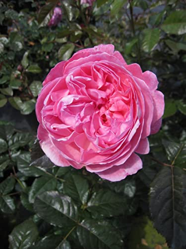 Rosa Kölner Flora ® - Strauchrose Kölner Flora ® - Kordes Rose