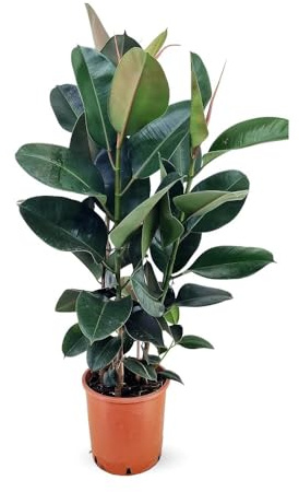 Attitude Jardin - Ficus elastico robusto - pianta in gomma - 70-80 cm - ⌀ 24 cm - pianta d'appartamento