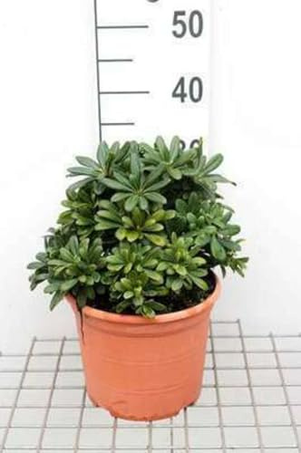 Pittosporum tob. 'Nanum' - Pittospore Tobira Nain, Pittosporum Tobira Nain 25-30 cm en pot