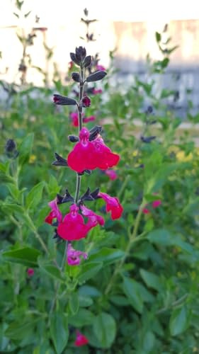 Salvia microphylla 'Cera Potosi' / Sauge à petites feuilles/Godet/Vivace