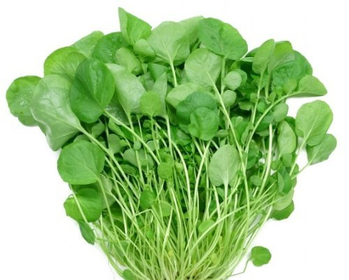 Frühlings-Barbarakraut - Kresse Upland - 1000 Samen