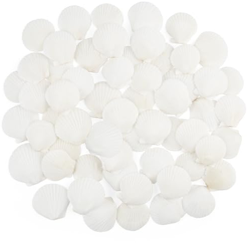 TaoQ C 60 PCS Scallop Shells Natural Seashell, 1.5 to 2 White Scallop Shells Small Seashells for Crafts Wedding Decor Beach Theme Party, Fish Tank and Vase Filler