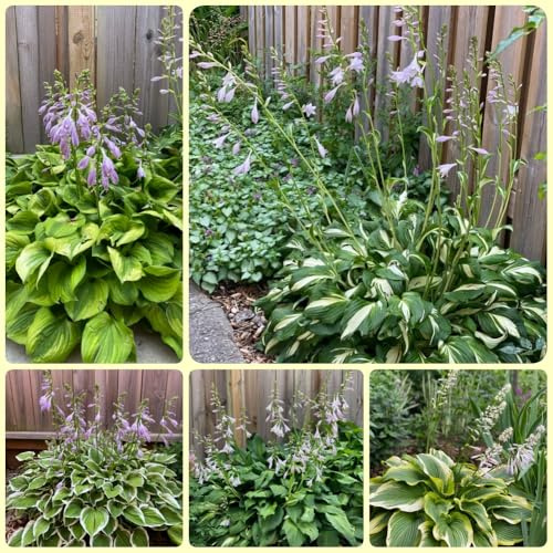 HostaSamen - Funkien - balkonblumen nachhaltige geschenke bio balkon gartenblumen 100pcs