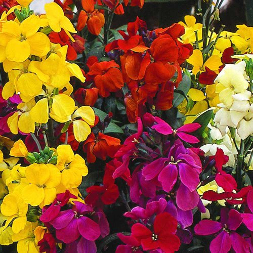 150 Erysimum Cheiri English Bedding Mix Seeds - English WallFlower - 150 Seeds