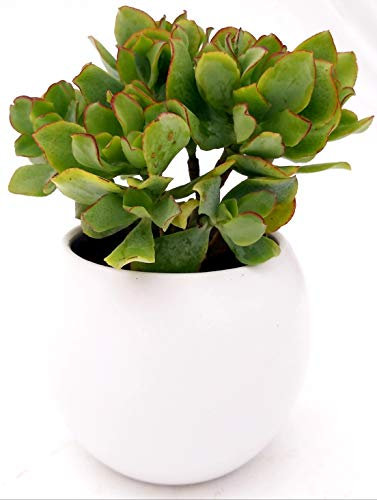 POWERS TO FLOWERS - CRASSULA ARBORESCENS CURLY GREEN, ALBERO DI GIADA, IN VASO CERAMICA BIANCO SFERICO, pianta vera