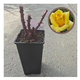 Planta De Rosal Para Jardín Y Exterior | Floración Abundante Y Decorativa | Ideal Para Jardines, Parterres Y Macetas (Landore)