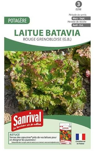 Graines laitue batavia rouge grenobloise